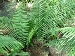 Pteris vittata